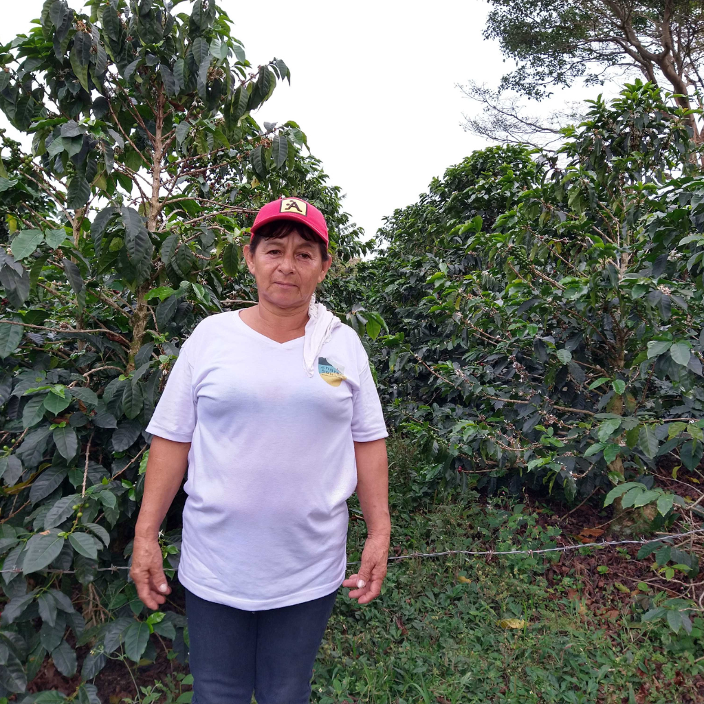 Ines Perafan Pink Bourbon - Light Medium Roast