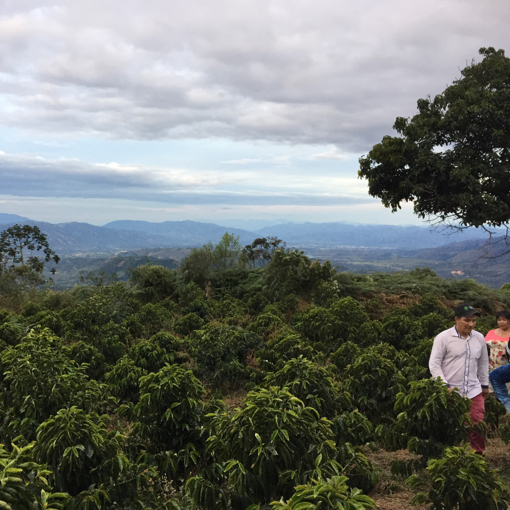 José Uribe Lasso Pink Bourbon - Light Medium Roast